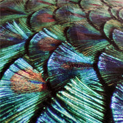 Teppich Pfau Motiv Exotisch - Dschungel-Deko.de